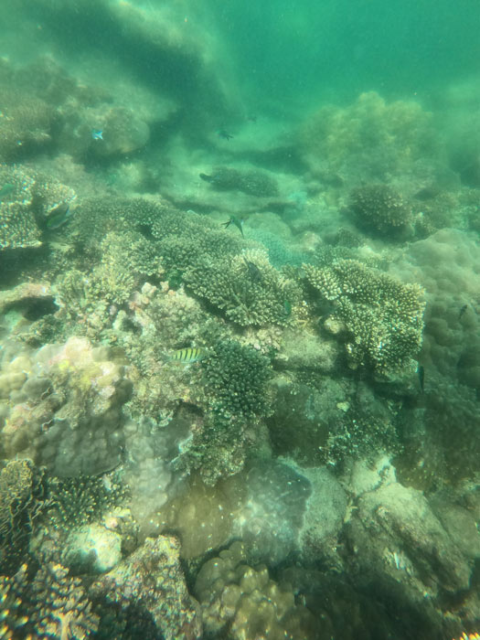 Fische und Korallen beim Schnorcheln vor Phu Quoc