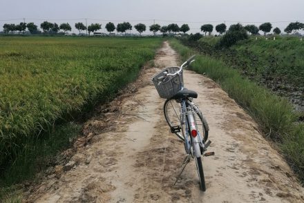 Fahrradtour durch Reisfeld bei Hoi An