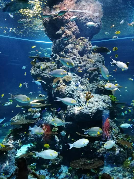 SEA Aquarium Sentosa