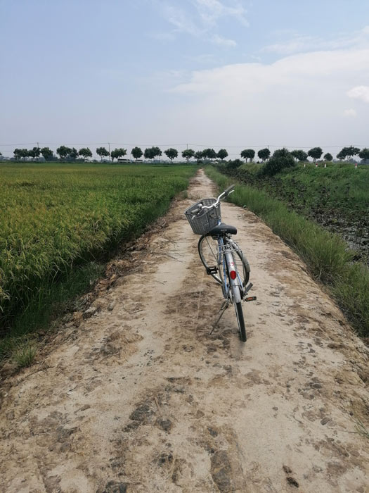 Radtour durch die Reisfelder