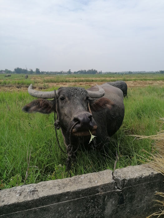 Wasserbüffel im Reisfeld