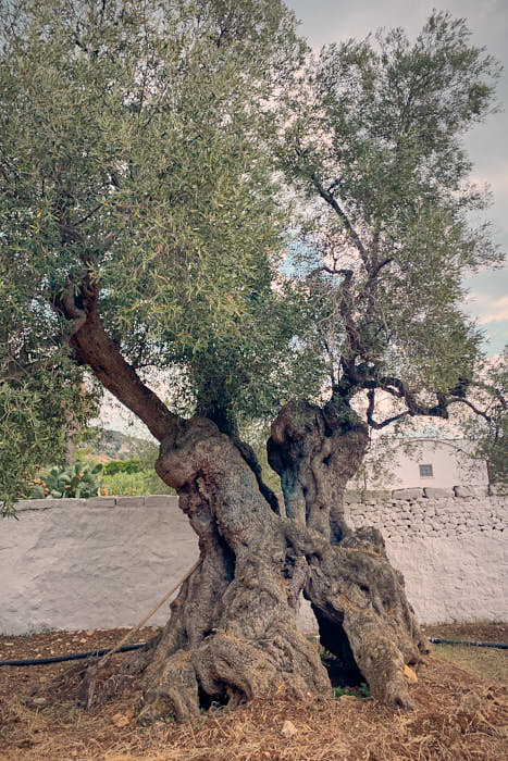 Millenium Olivenbaum