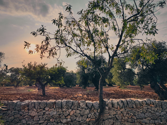 Olivenhain Sonnenuntergang Apulien