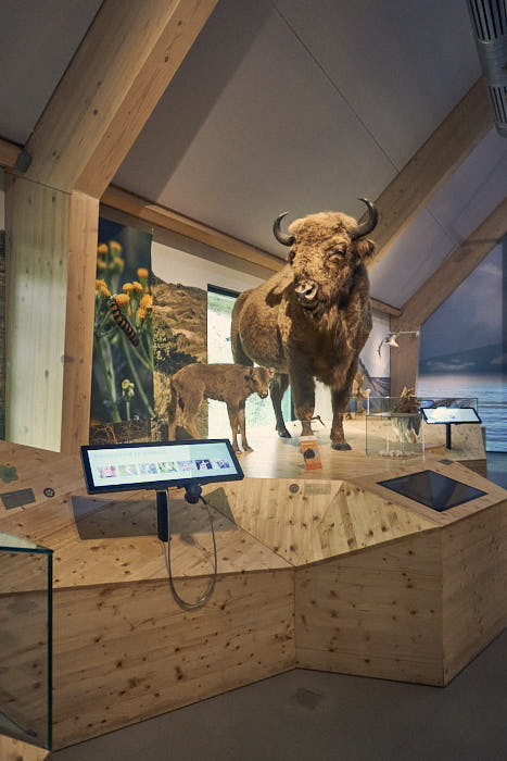 Ausstellung Nationalparkzentrum Zuid-Kennemerland Wisent
