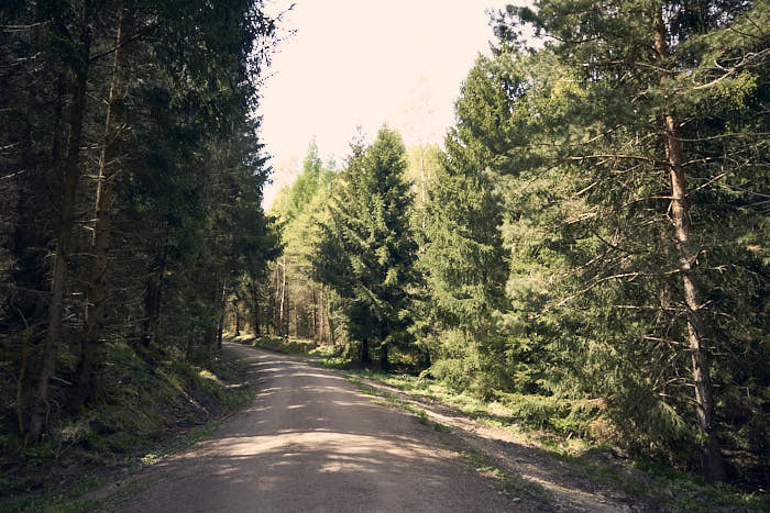 Waldweg Tharandter Wald