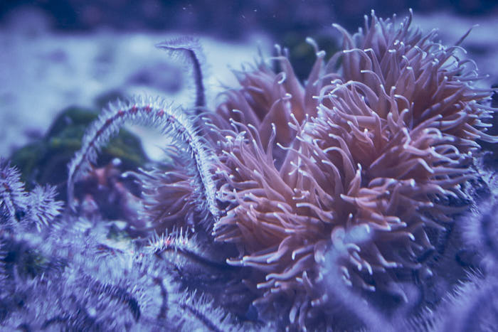Koralle Impression