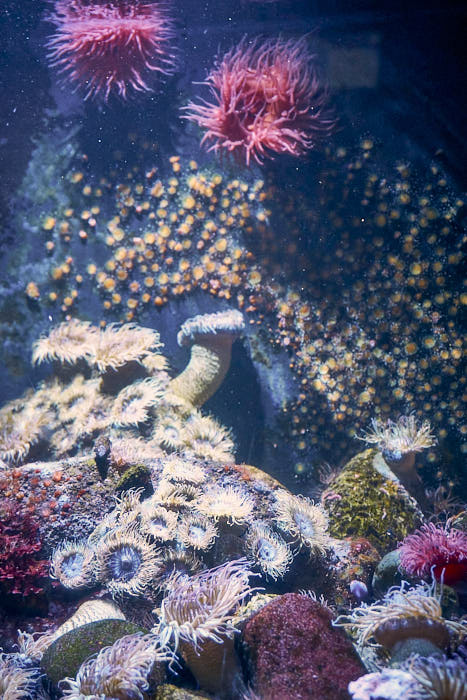 Korallen Haus des Meeres
