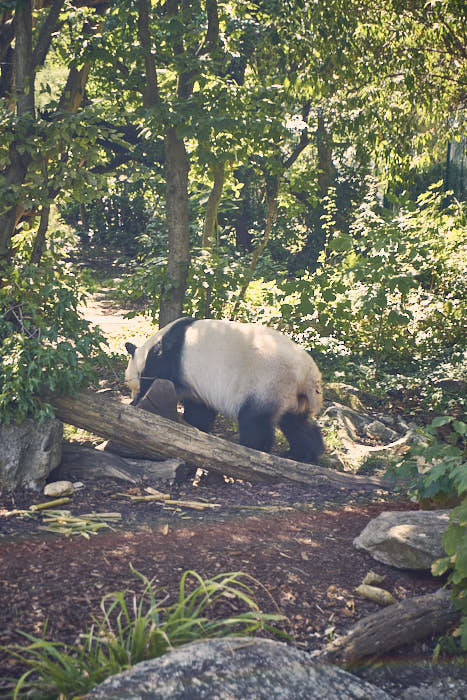 Pandabär Tiergarten Schönbrunn