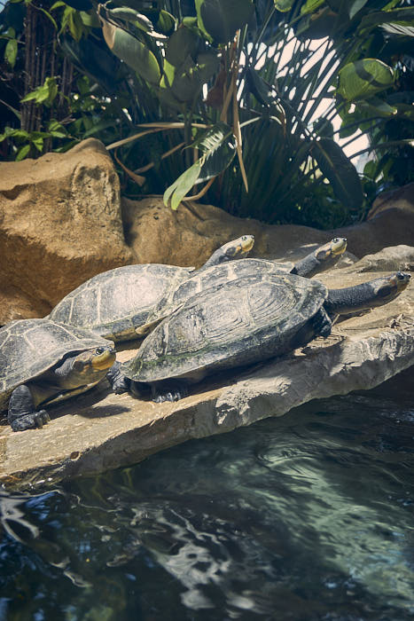 Schildkröten Haus des Meeres