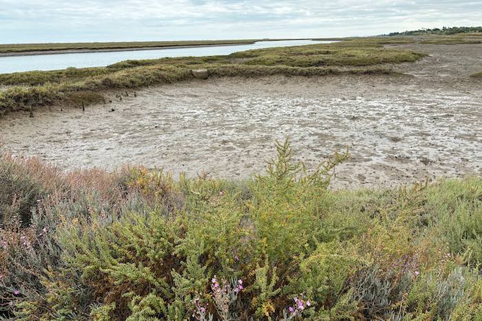 Ria Formosa Ilha de Tavira