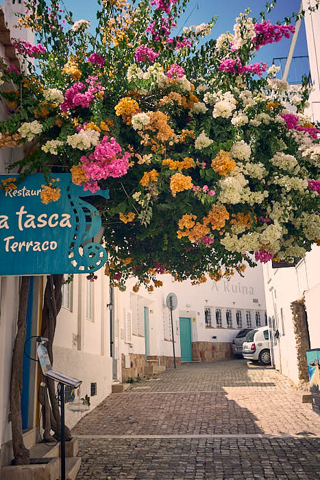 Blumen in Albufeira